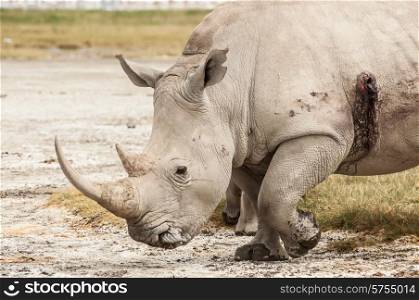 A White Rhino in Lake Nakuru National Park that has been wounded with a rifle.