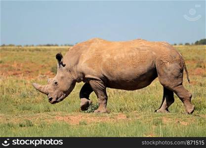 A white rhinoceros (Ceratotherium simum) in natural habitat, South Africa