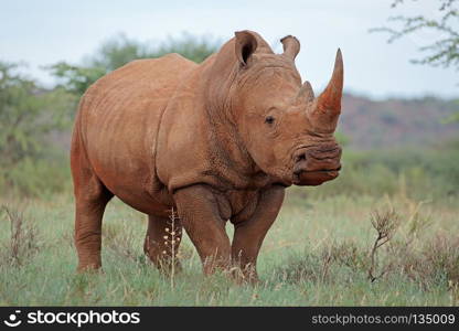 A white rhinoceros (Ceratotherium simum) in natural habitat, South Africa. White rhinoceros