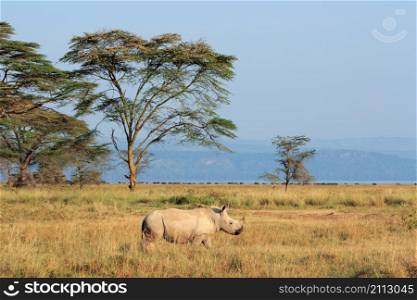 A white rhinoceros (Ceratotherium simum) in open grassland, Lake Nakuru National Park, Kenya