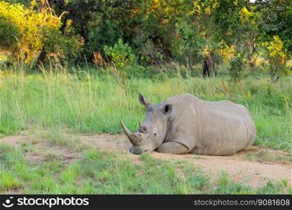 A white rhinoceros  Ceratotherium simum  resting in natural habitat, South Africa 
