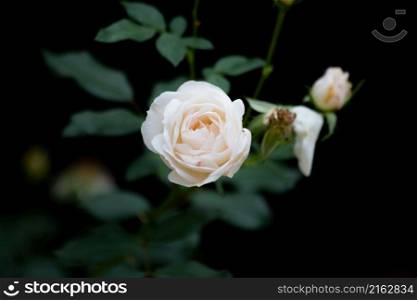 a white rose, a white rose with green leaves