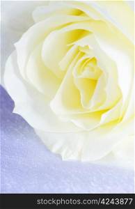 A white rose is isolated on a silver background