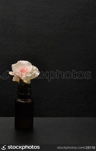 A white rose isolated on a black background