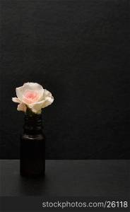 A white rose isolated on a black background