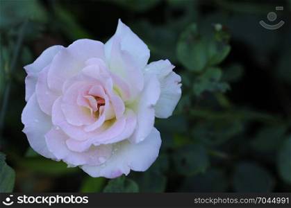 A white rose with shallow depth of field