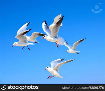 a white sea gull flies in the sky, a summer sunny day