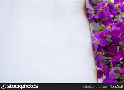 A white sheet of paper burned at the edges, purple flowers from the edge. leaving room for text. Concept background.. A white sheet of paper burned at the edges, purple flowers from the edge. leaving room for text.