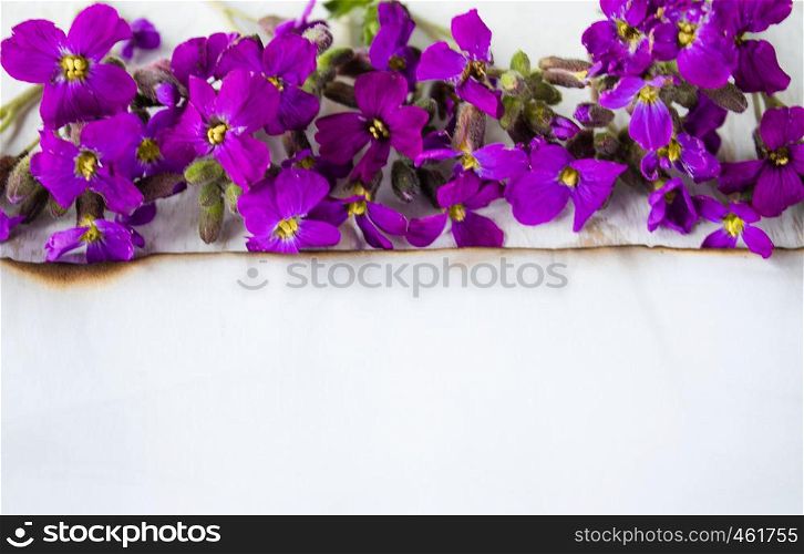 A white sheet of paper burned at the edges, purple flowers from the edge. leaving room for text. Concept background.. A white sheet of paper burned at the edges, purple flowers from the edge. leaving room for text.