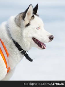 a white Siberian husky dog with black ears