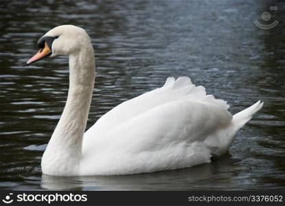 A white solitaire swan swimming in a Dublin Lake