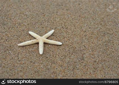 A white starfish on the beach