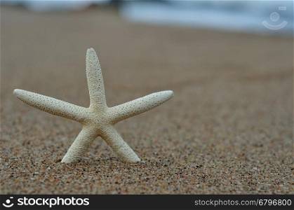 A white starfish on the beach with the ocean out of focus in the background