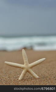 A white starfish on the beach with the ocean out of focus in the background