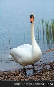 A white swan standing on the shore of a lake, Stankow, Lubelskie, Poland