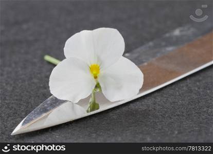 A white violet laying on the top part of a sword