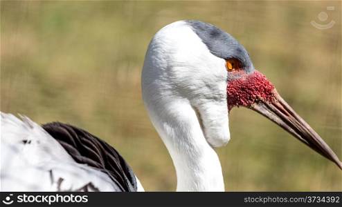 A white Wattled Crane of the Gruidae Family named for the red wattle below its bill
