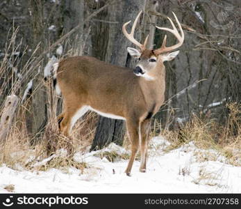 A whitetail deer buck standing in the snow.