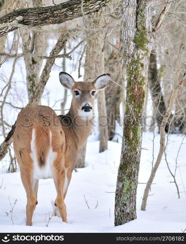 A whitetail deer buck standing in the woods.