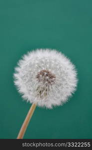 A whole dandelion