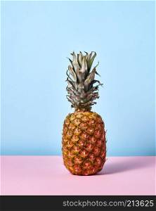 A whole pineapple presented on a blue pink background with a copy of space. A tropic fruit. Ripe pineapple isolated on a blue pink background with copy space.