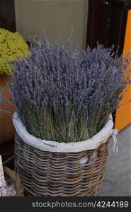 A wicker basket with a big bouquet of lavender