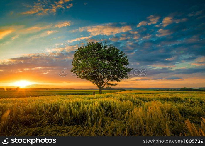 A wide angle shot of a single tree growing under a clouded sky during a sunset surrounded by grass. Wide angle shot of a single tree growing under a clouded sky during a sunset surrounded by grass