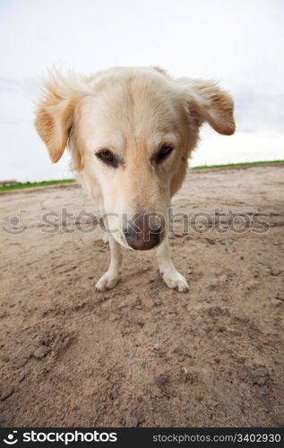 A wide angle view of a male Golden Retriever.