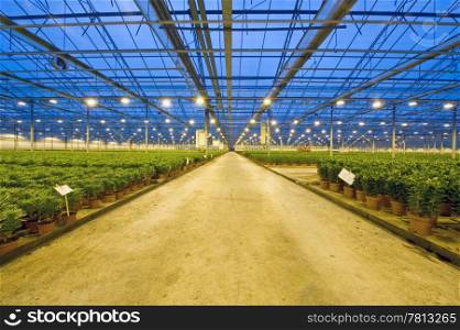 A wide, concrete, transport lane in a huge glasshouse, with lilies