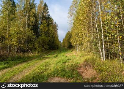 A wide forest road, overgrown with grass among autumn trees with yellow leaves on a sunny day.