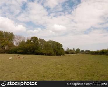 a wide open field in spring with lots of fresh cut grass and some sheep grazing