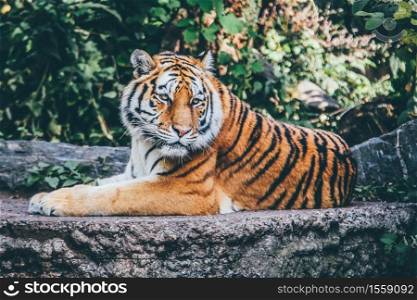 A wide selective focus shot of an orange tiger on a rocky surface. Wide selective focus shot of an orange tiger on a rocky surface