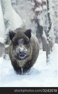 A wild-boar is closing trough the deep snow.