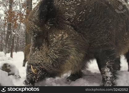 A wild-boar is closing trough the deep snow.