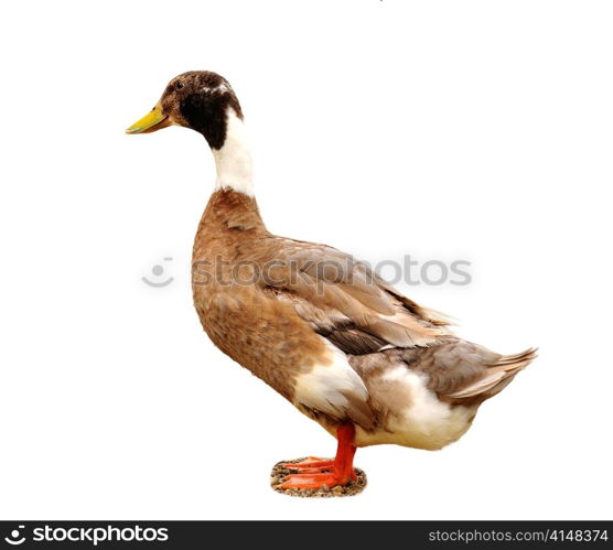 a wild brown duck on a white background