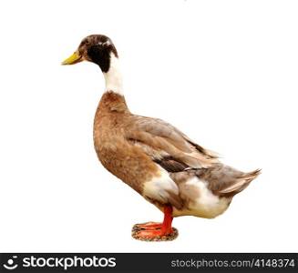 a wild brown duck on a white background