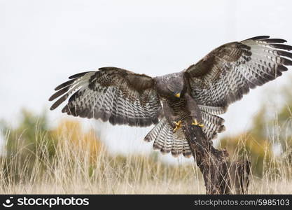 A wild buzzard flying, wings spread and landing on an old tree branch in the countryside. The Buzzard is a bird of prey in the Hawk and Eagle family.