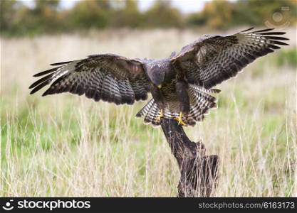 A wild buzzard landing on an old tree branch in the countryside looking and hunting for prey. The Buzzard is a bird of prey in the Hawk and Eagle family.