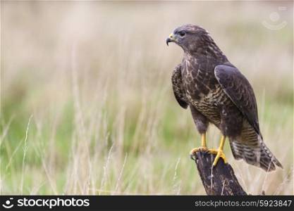 A wild buzzard sitting on an old tree branch in the countryside looking and hunting for prey. The Buzzard is a bird of prey in the Hawk and Eagle family.