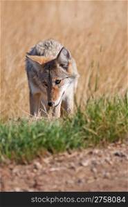 A wild coyote at the side of the road. Shot in the Alberta badlands near Medicine Hat, Alberta, Canada.