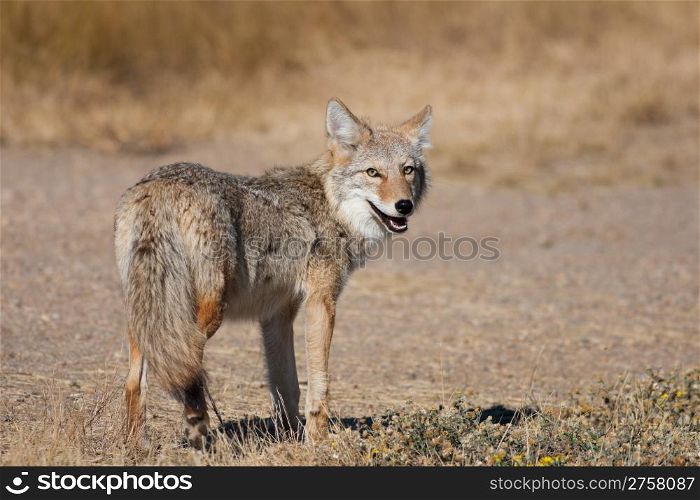 A wild coyote looking back at the camera. Shot in the Alberta badlands near Medicine Hat, Alberta, Canada.