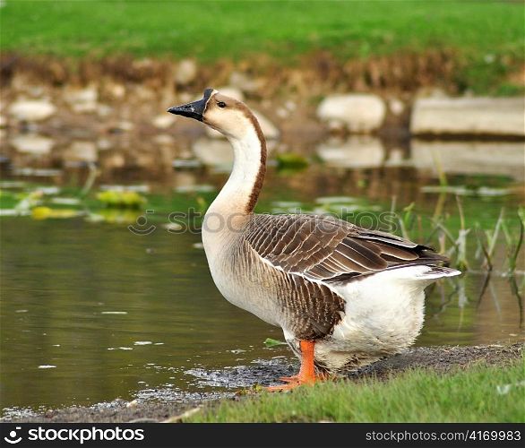 a wild goose by the lake