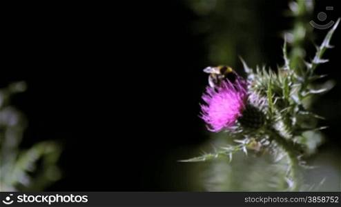 A wild honeybee pollinating thistle (Cirsium) flower
