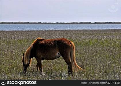 A Wild Horse at Shackleford Banks of North Carolina