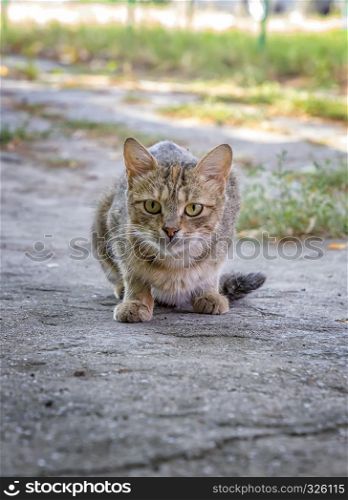 A wild hungry cat is hunting. Cat prepares to jump onto something she is stalking. A cat just before the attack.