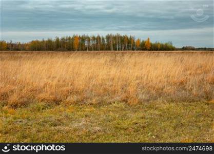 A wild meadow with tall grasses and a autumn forest in the horizon