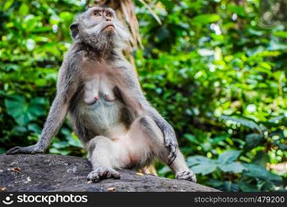 A Wild Monkey Contemplates LIfe in the Monkey Temple in Ubud, Bali, Indonesia