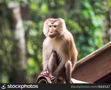 A wild monkey sitting on the roof at Khao Yai National Park, Thailand