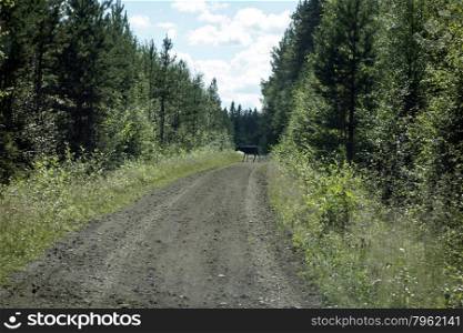 A wild rein deer in the forest, Sweden