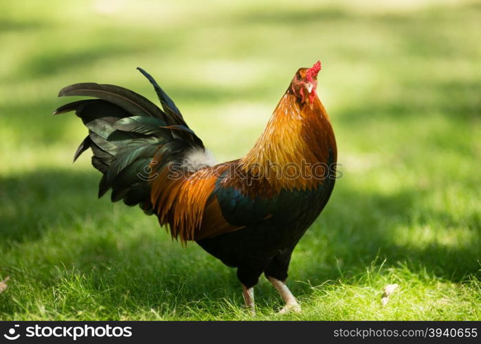 A wild Rooster is common in the parks of Oahu